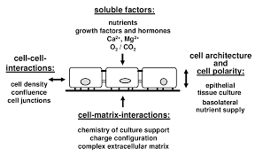 Growing animal cells taken from live tissues under laboratory conditions. Https Www Altex Org Index Php Altex Article Download 579 588 1282