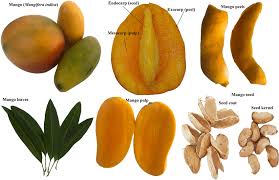 Image result for Mangifera