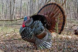 Indiana's spring turkey season will be april 27 through may 15, with a season limit of one male or bearded bird. Indiana Turkey Hunting Grand Slam Network