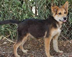 Most Current Totally Free Border Collies German Shepherd Tips Border Collie Mix Collie Mix Border Collie Mix Puppies