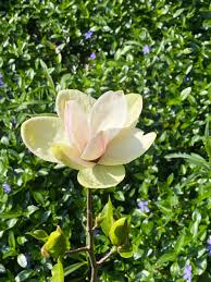 Image result for magnolie sunsation