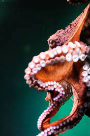 Octopus 01 By Mcsama On Deviantart Octopus Photography Octopus Beautiful Sea Creatures