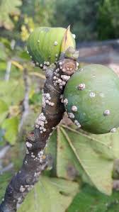 Image result for Erianthemum virescens