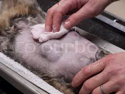 Pancreatic cancer is especially aggressive and its location makes it easy for it to spread into adjacent structures and organs such as the liver or stomach. Close Up Of The Belly Before An Operation On A Cat With Breast Cancer Stock Images Page Everypixel