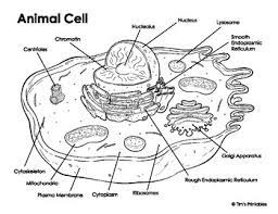 All organisms are made up of cells (or in some cases, a single cell). Animal Cell Diagram By Tim S Printables Teachers Pay Teachers