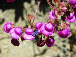 Image result for Calceolariaceae