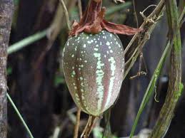 Image result for Passiflora vitifolia