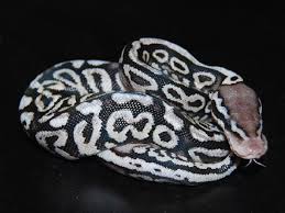 Axanthic Black Pewter Ball Python Pewter Spotnose Morph List World Of Ball Pythons Ball Python Morphs Ball Python Pewter