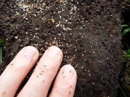 We did not find results for: 11 Tiny Ants You Can Find In Your House Ants Com