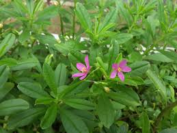 Ginseng Jawa Talinum Triangulare Heshmael Rabbitery Facebook