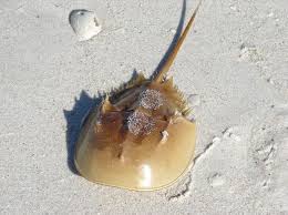 Horseshoe Crabs Are Not Crabs At All They Are Not Even Crustaceans Instead They Have Their Own Separate Class Named Horseshoe Crab Crabs Animal Animal Facts