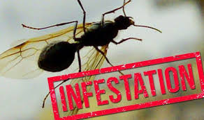 More importantly, how do i get rid of them? How To Get Rid Of Ants Flying Ant Day Sees In House Infestations At A High Express Co Uk