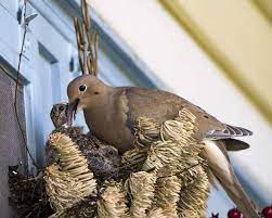 These birds are mostly hunted for sport. Amazon Com Mourning Dove Feeding Chick 2 Handmade