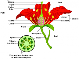 Stamens are the male parts of a flower.each stamen is made up of an anther and a filament. Flower Parts And Functions Dyna Gro
