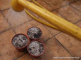 播種步驟三 充分澆水 igarden花寶愛花園園藝文摘plus easy garden seeds planting seeds