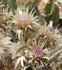 Image result for Dicoma