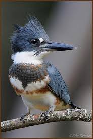 Pin Von Lynn Butler Auf Field Guide Vogel Als Haustiere Ausgestopftes Tier Seltene Vogel