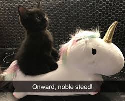 Pictures Of Cute Baby Animals Cute Animals Pictures Funny Baby Animals Cute Animals List Cute Animal Pictur Cute Animals Funny Cat Memes Cute Funny Animals