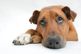 Résultat de recherche d'images pour "la jeune fille et son chien"