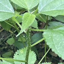 Image result for Urticaceae