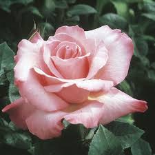 Rose · 4 ounce (pack of 1) 4.6 out of 5 stars. First Prize Hybrid Tea Rose