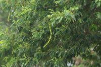 Image result for Maerua angolensis