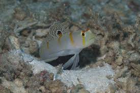 Image result for Lepidagathis randii