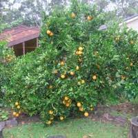 The tree responsible for every washington navel orange — including the ones that gave the inland empire its first prominence as a citrus center — is the original trunk of riverside's parent navel orange tree can be seen surrounded by younger root systems used to fight off previous threats to the. Orange Navel Dwarf Arnold Blood Hamlin Lanes Late