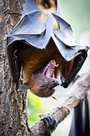 giant golden crowned flying fox bat species cute bat fox bat