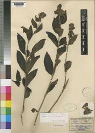 Image result for Tinnea apiculata