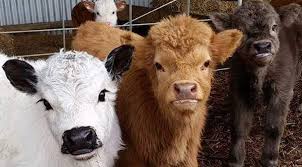 I was not aware until recently that farmers have been breeding mini cows for some time now! Yes You Can Own A Fluffy Mini Cow And They Make Great Pets