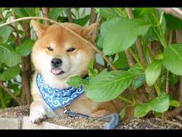 Cute puppy for sale american kennel club shiba inu near me buy a shiba inu rehome a shiba inu maltipoos and shiba inu for sale akc registered puppies Cute Shiba Inu Puppies Compilation Youtube
