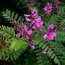 Image result for Indigofera hedyantha
