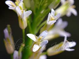 Image result for Turritis glabra