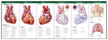 Pdf Anatomy Of The Heart Study Guide Anatomical Chart