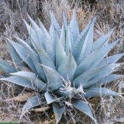 Image result for Cyphostemma kilimandscharicum