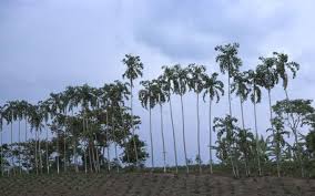 Image result for Aiphanes horrida