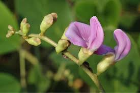 Image result for Canavalia africana