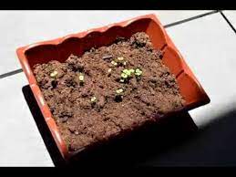 Known in antiquity as catswort.. Timelapse Of Catnip Plant From Seed Youtube