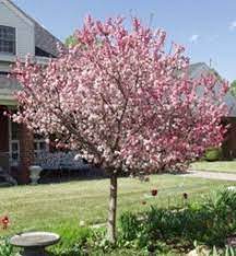 The university of alberta botanic garden should be helpful as well. 17 Medium Sized Trees Ideas Plants Hello Hello Plants Deciduous Trees