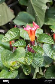 Image result for Stictocardia