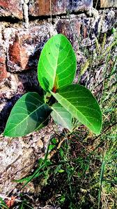 Image result for Ficus virens