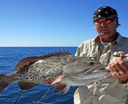 Low prices guaranteed we will match or beat any competitors online pricing. New Port Richey Florida Fishing Charter For Grouper Snapper Cobia Kingfish Bonito And Shark United States Florida New Port Richey World Wide Fishing Guide
