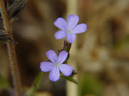 Image result for Buchnera longispicata