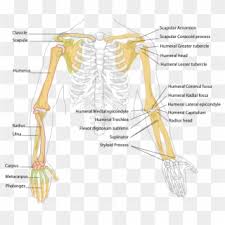 The bones of arm and scapula; Human Arm Bones Diagram Bones In The Arm Hd Png Download 858x753 998439 Pngfind