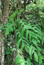 Monstera Spruceana Ornamental Plants Monstera Identify Plant
