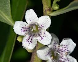 Image result for Myoporum laetum