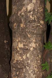 Image result for Triplochiton zambesiacus