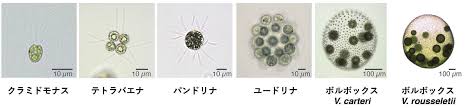 光合成研究