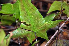 Image result for Asplenium gemmiferum